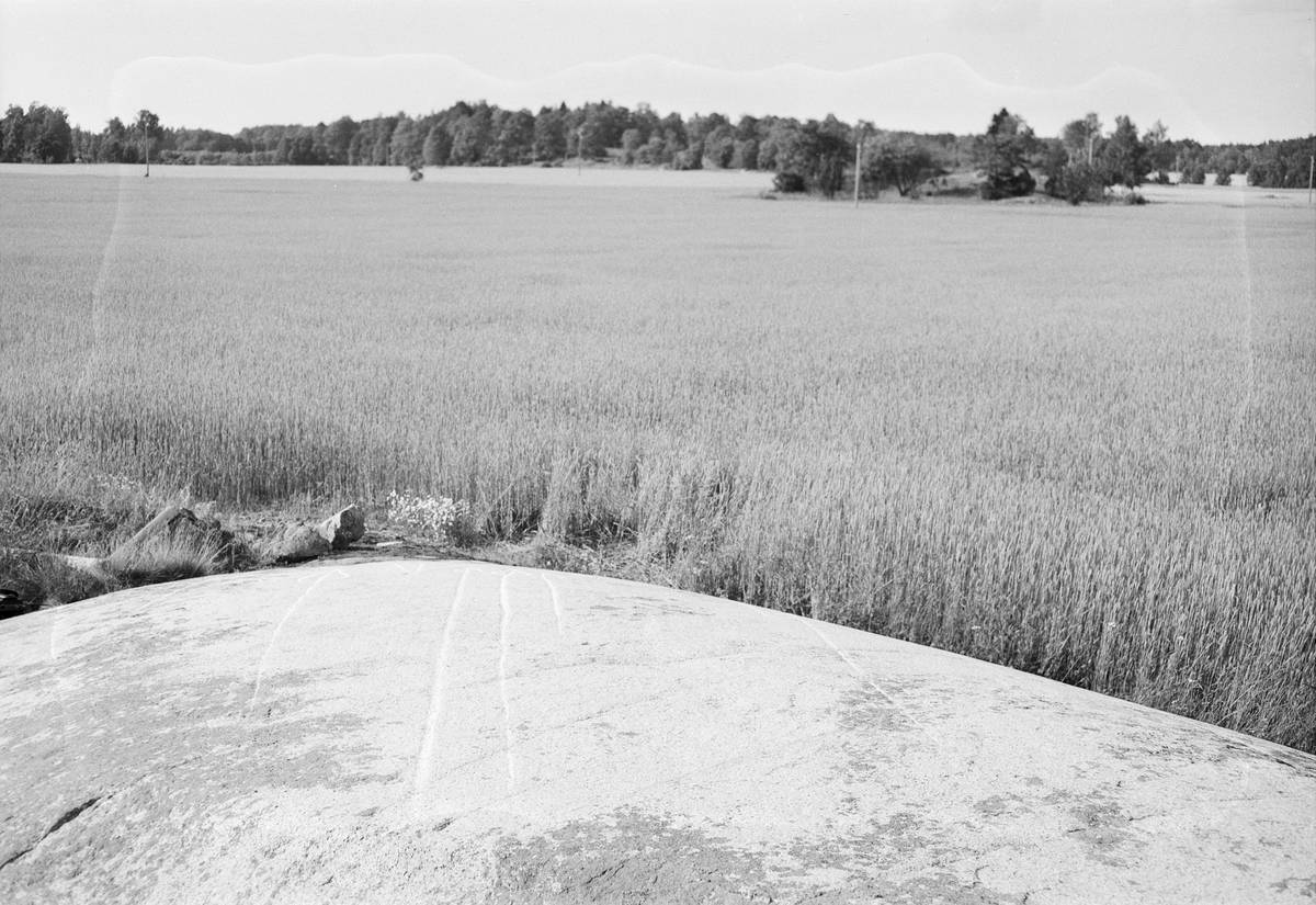 Hällristningar på ett berg i dagen, Uppland 1951