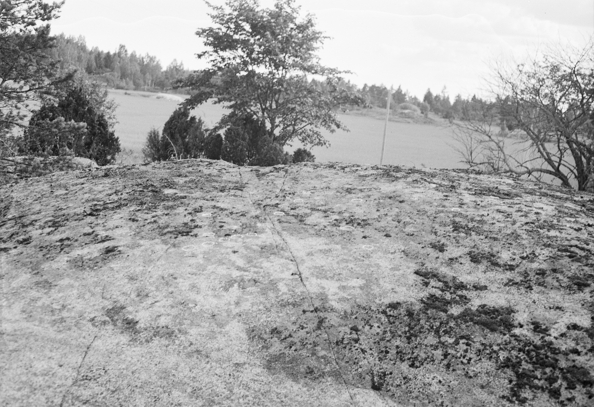 Hällristningar på ett berg i dagen, Uppland 1951