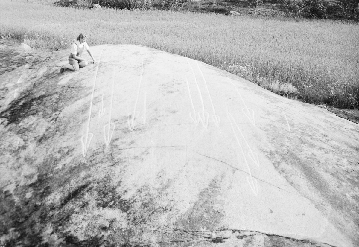 Hällristningar på ett berg i dagen, Uppland 1951