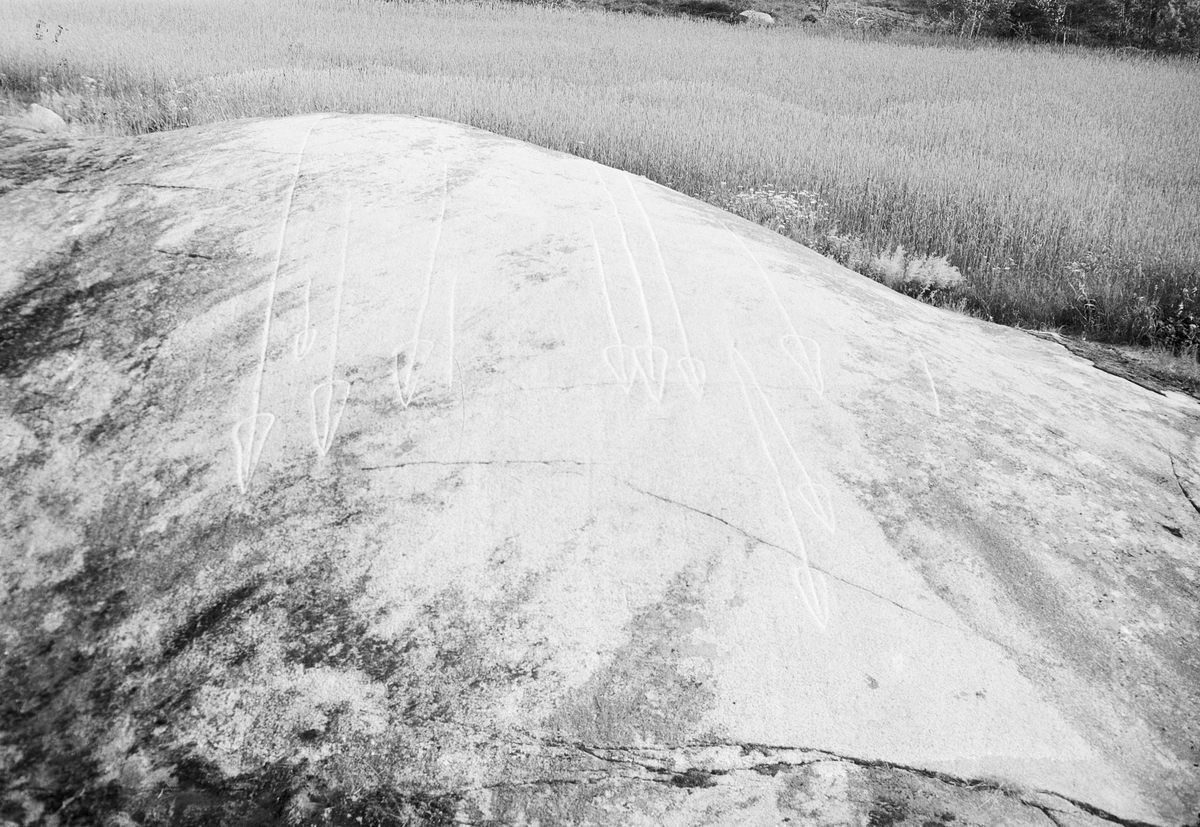Hällristningar på ett berg i dagen, Uppland 1951