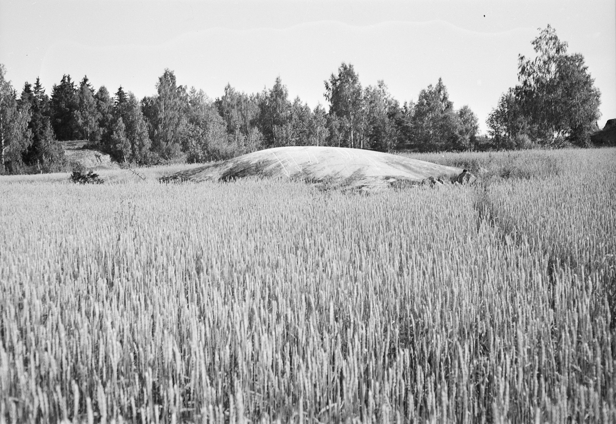 Hällristningar på ett berg i dagen, Uppland 1951