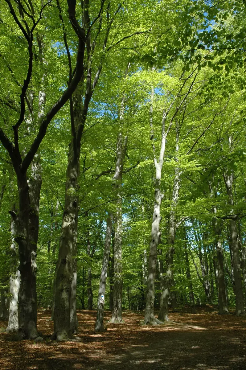 Kulturmiljöanalys Ekebyhovs herrgård; Ekerö kommun. 


Bokskogen.