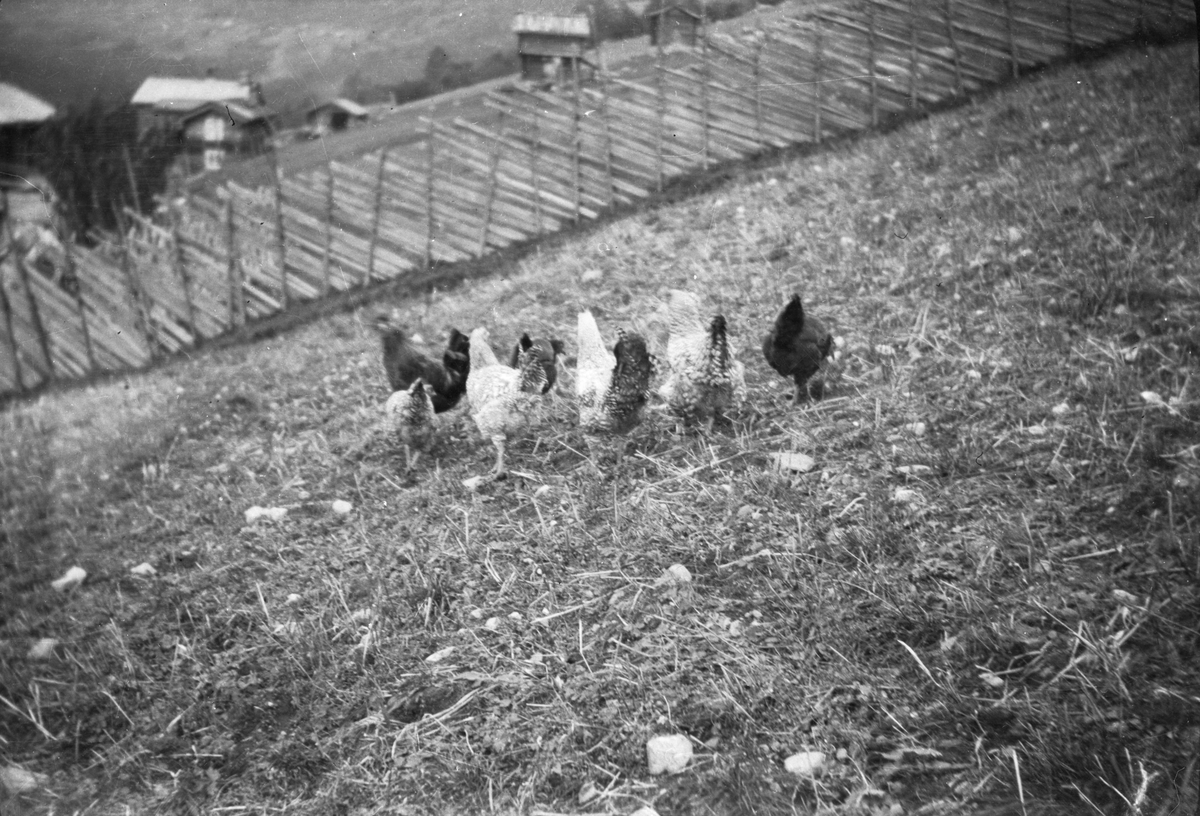 En samling bilder av familien Jonsjord. Dagny Jonsjord til venstre?

Ungdommene klarter i tre

Fotosamling etter Øystein O. Jonsjords (1895-1968), Tinn.