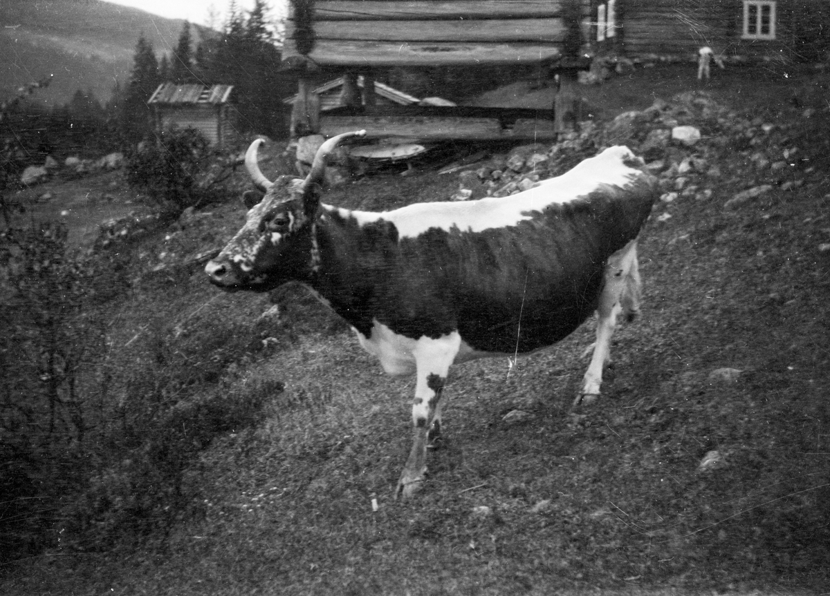 En samling bilder av familien Jonsjord

Fotosamling etter Øystein O. Jonsjords (1895-1968), Tinn.
