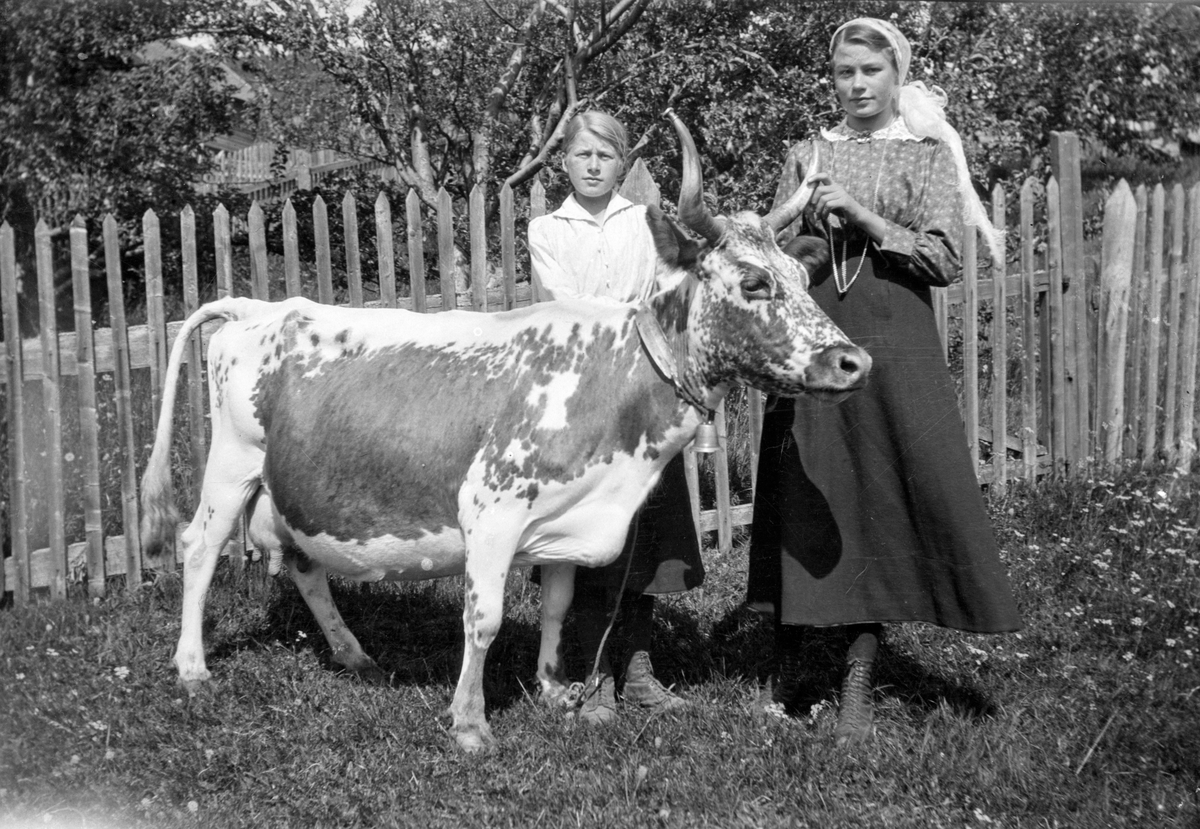 Foto av søstrene Aagot og Guro Jonsjord med ei Telemarksku

Fotosamling etter Øystein O. Jonsjords (1895-1968), Tinn.