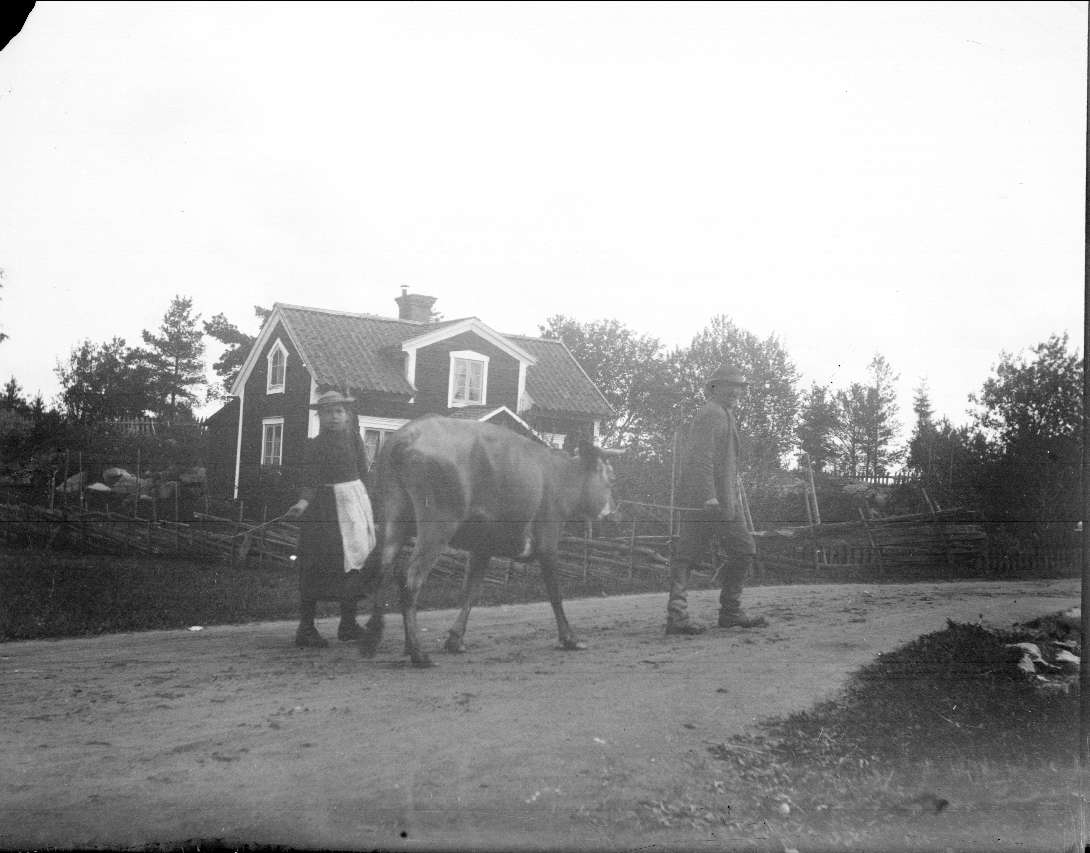 Ko Flicka Torp