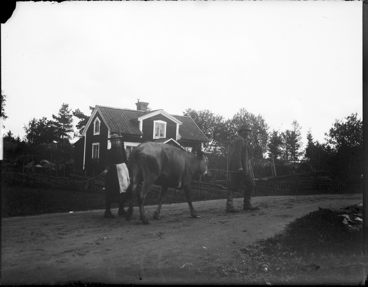Ko Flicka Torp