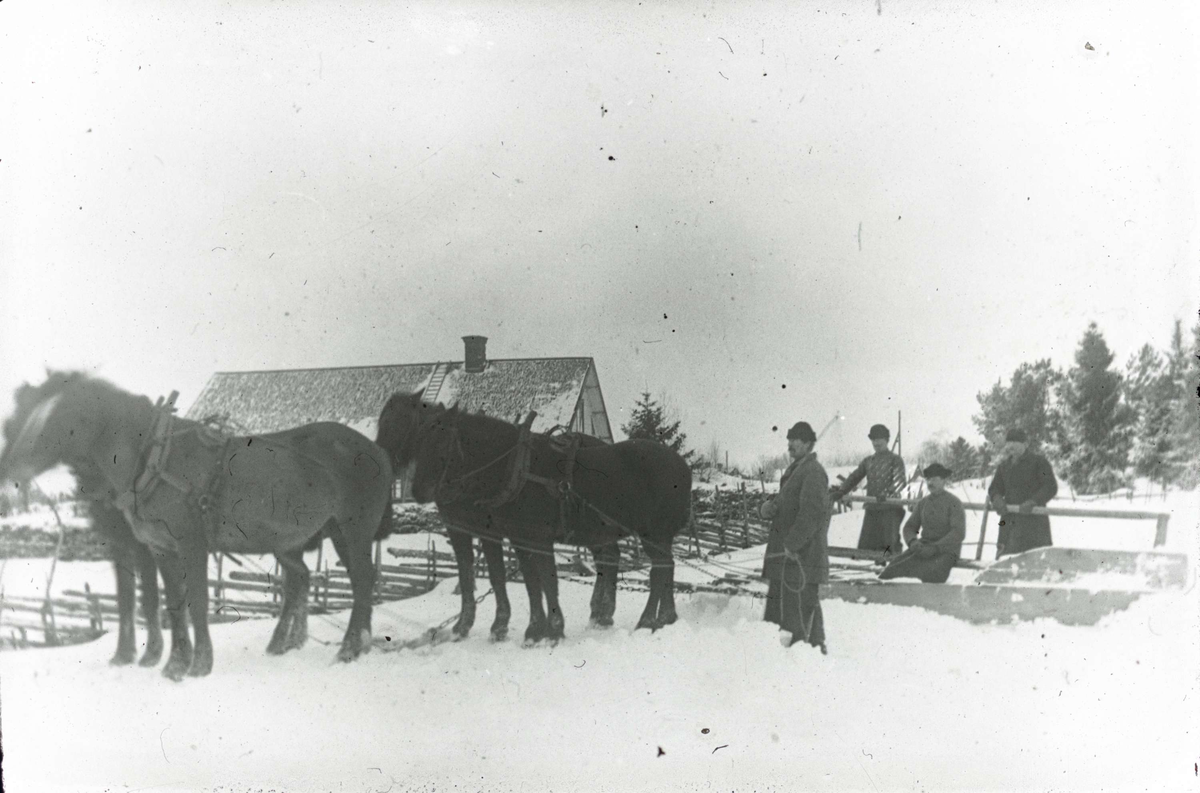 Snöplogning Häst
