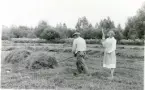 Fläckebo, Gussjö myr.
Höet skjutes från 