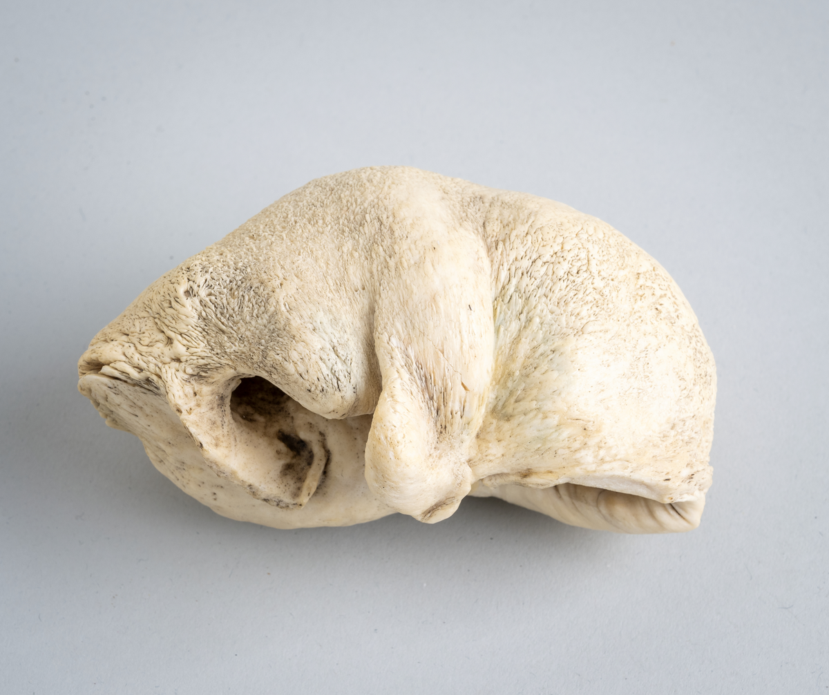 Et indre øre fra en hval. Det er saget av fra hvalens skalle og kokt for å fjerne annet biologisk materiale. Når det indre øret til hvalen tørker blir det som bein og fremstår som fotoet viser. Mange hvalfangere tok slike «hvalører»med seg hjem etter å ha vært på hvalfangst.
