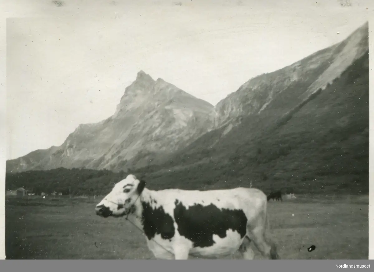 Ei ku, nordlandsku på Gjerdet, i bakgrunnen Hanekammen.