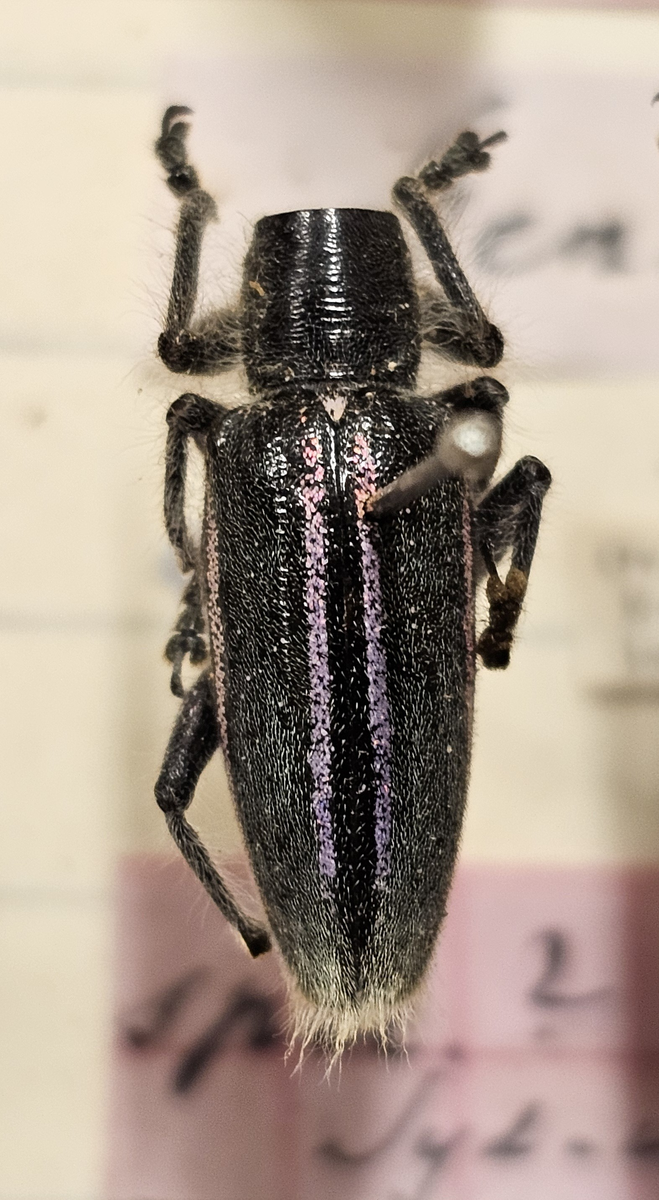 Skalbagge på insektsnål. 
Tillhör huvudgrupp Coleoptera
Tillhör familj Curculionidae
Släkte/art: ?
Adult

Ursprungsland: Namibia
Fyndplats: Ovamboland

Ur Hackwitz samling

På etiketten står: Gen?  Spec?