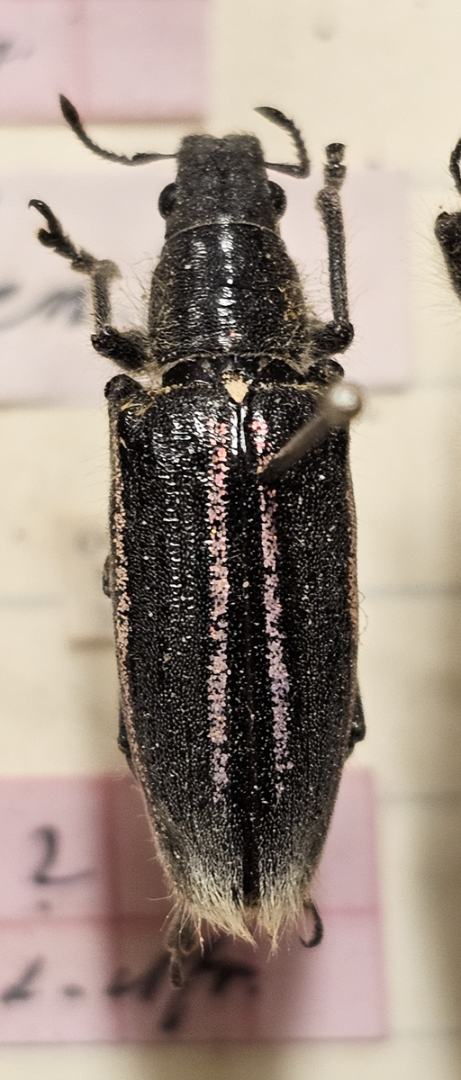 Skalbagge på insektsnål. 
Tillhör huvudgrupp Coleoptera
Tillhör familj Curculionidae
Släkte/art: ?
Adult

Ursprungsland: Namibia
Fyndplats: Ovamboland

Ur Hackwitz samling

På etiketten står: Gen?  Spec?