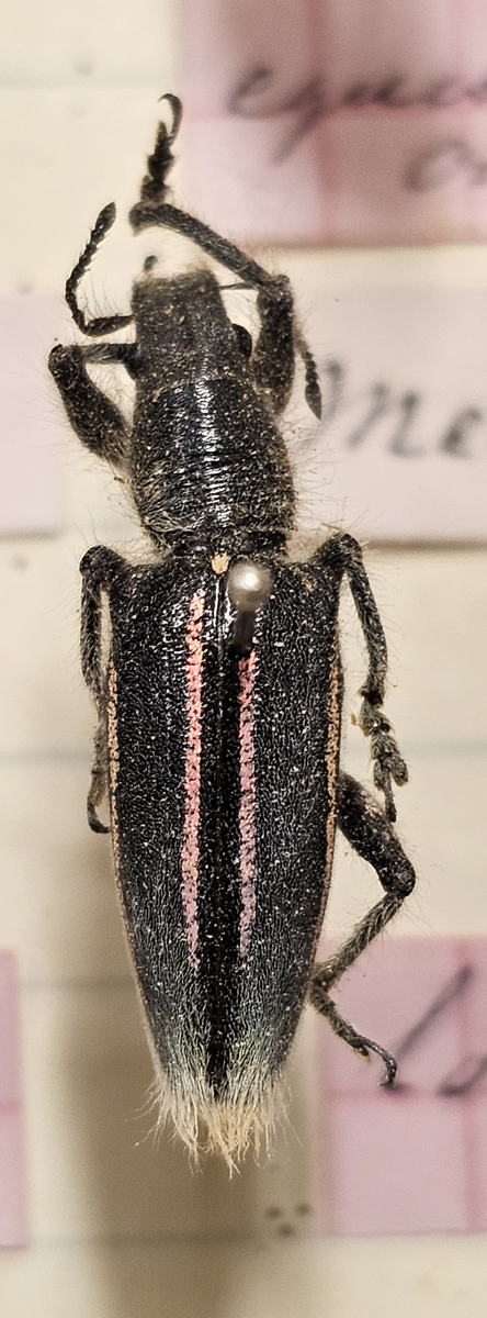 Skalbagge på insektsnål. 
Tillhör huvudgrupp Coleoptera
Tillhör familj Curculionidae
Släkte/art: ?
Adult

Ursprungsland: Namibia
Fyndplats: Ovamboland

Ur Hackwitz samling

På etiketten står: Gen?  Spec?