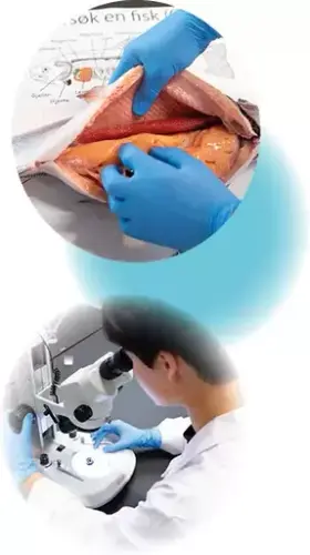 Two circular pictures showing a salmon inside at the top and a student looking in a sterescope at the bottom