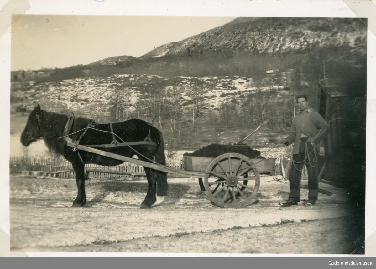 Nordherad, Vågå
Syver Sveum 1913-1995 med Svarta. 

Innlånt album frå Mari Sveum Øyen 2023