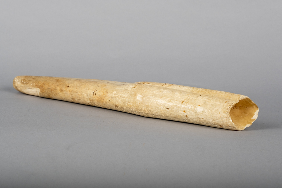 Hvalrosstann. Tuppen av tanna er skåret av