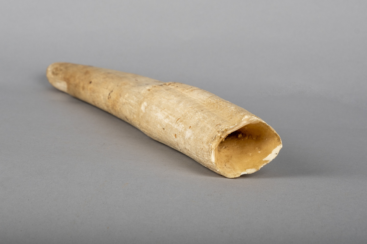 Hvalrosstann. Tuppen av tanna er skåret av