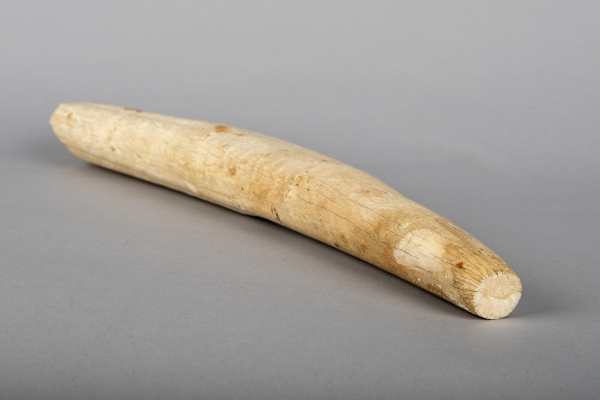 Hvalrosstann. Tuppen av tanna er skåret av