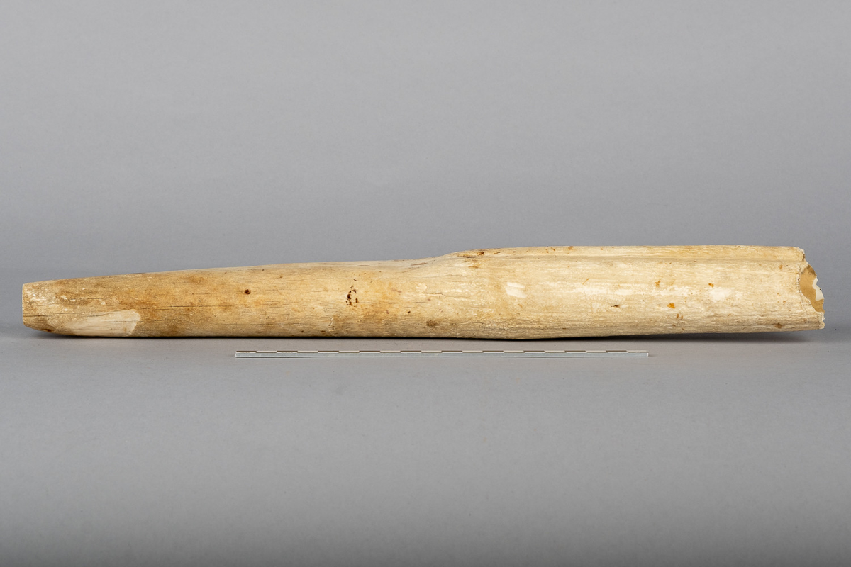 Hvalrosstann. Tuppen av tanna er skåret av