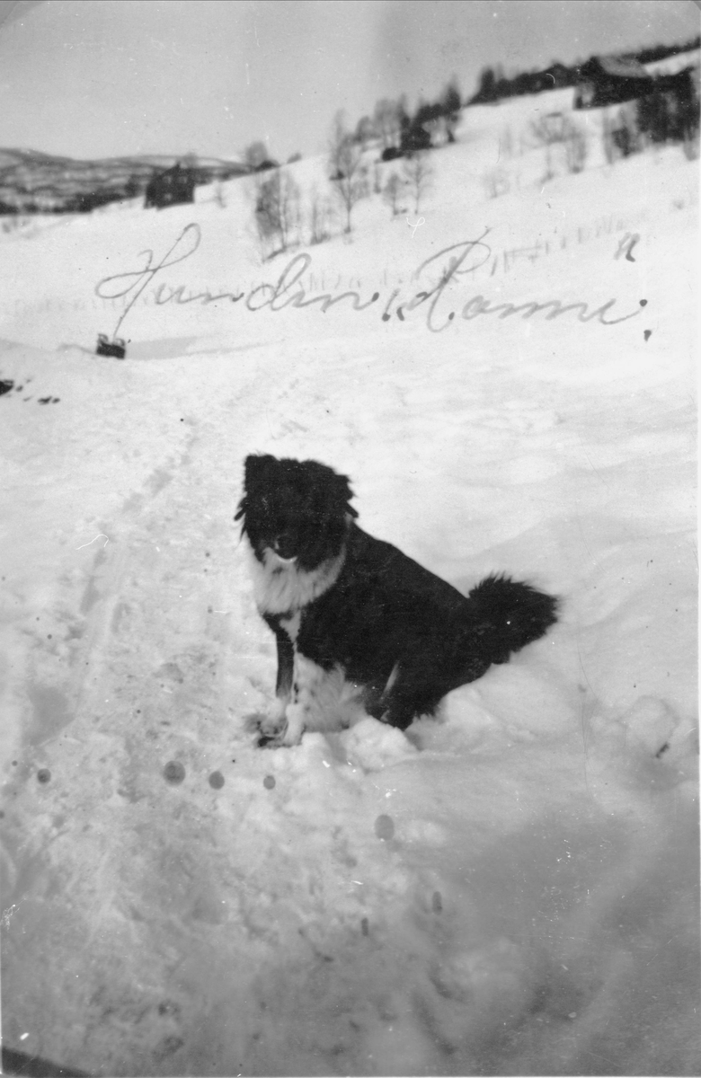 Gårdshunden "Ronni" i Reinåsen.