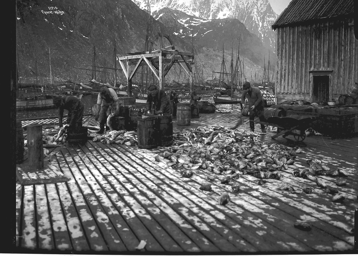 Prot: Fisken sløies