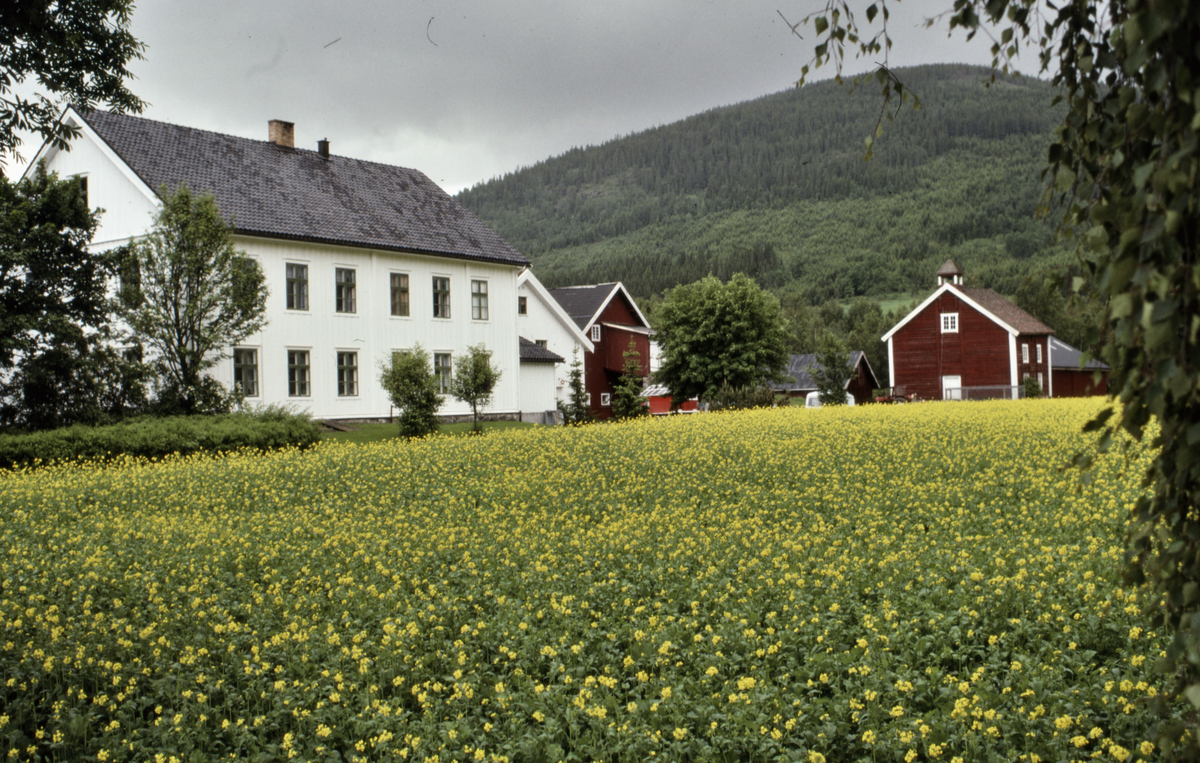 Flaen Nordre gård, hovedbygning og rapsåker i blomst