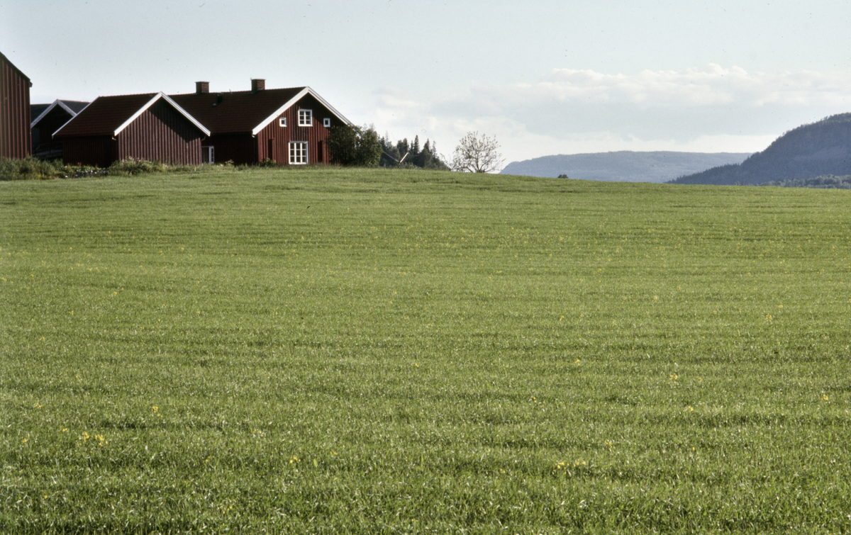 Østern gård