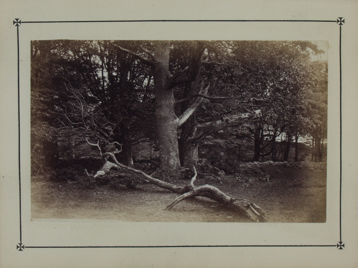 Bok på 116 s. med kart og beskrivelse av skogsområdet New Forest i Hampshire. Boken inneholder 10 fotografier som limt inn i boken. Fotografiene er tatt av John Golden Short.