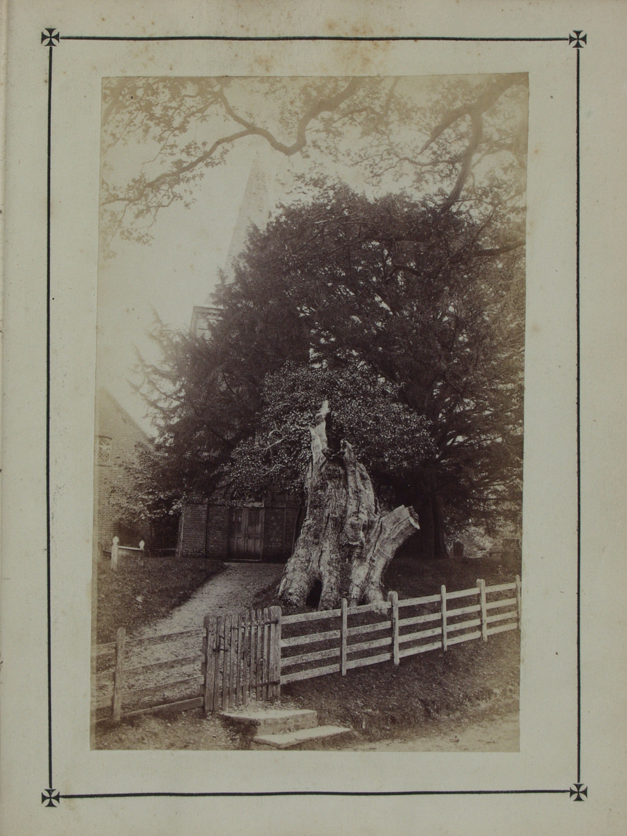 Bok på 116 s. med kart og beskrivelse av skogsområdet New Forest i Hampshire. Boken inneholder 10 fotografier som limt inn i boken. Fotografiene er tatt av John Golden Short.