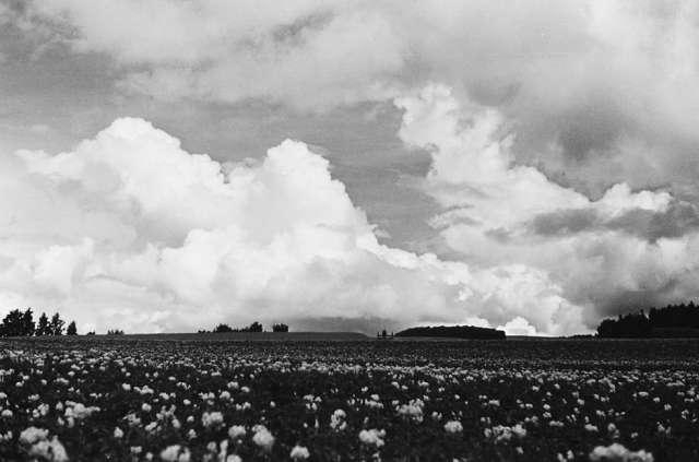 Prot: Blomster stemning