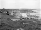 Strandängarna utmed sjön Roxens västra strand har sedan urminnes tider nyttjats för fodertäkt. På de ständigt fuktiga ängarna fann då som nu kreaturen färskt bete. Här en vy från Sättunaviken omkring förra sekelskiftet.