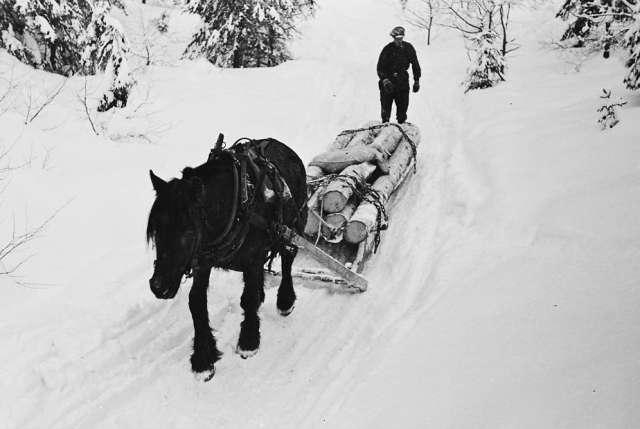 Prot:  Tömmerkjöring