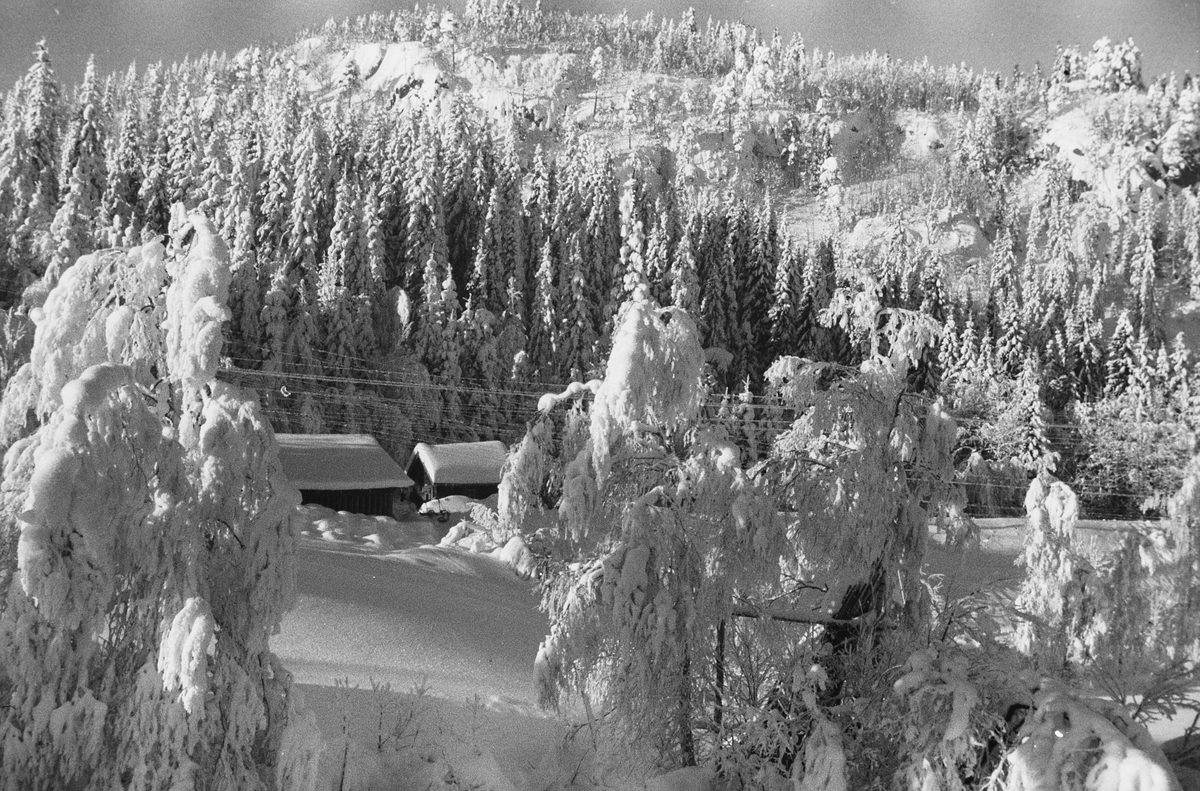 Prot:    Vinter - Nordmarka