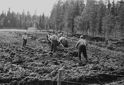 Prot: Ny brytning av myrjord