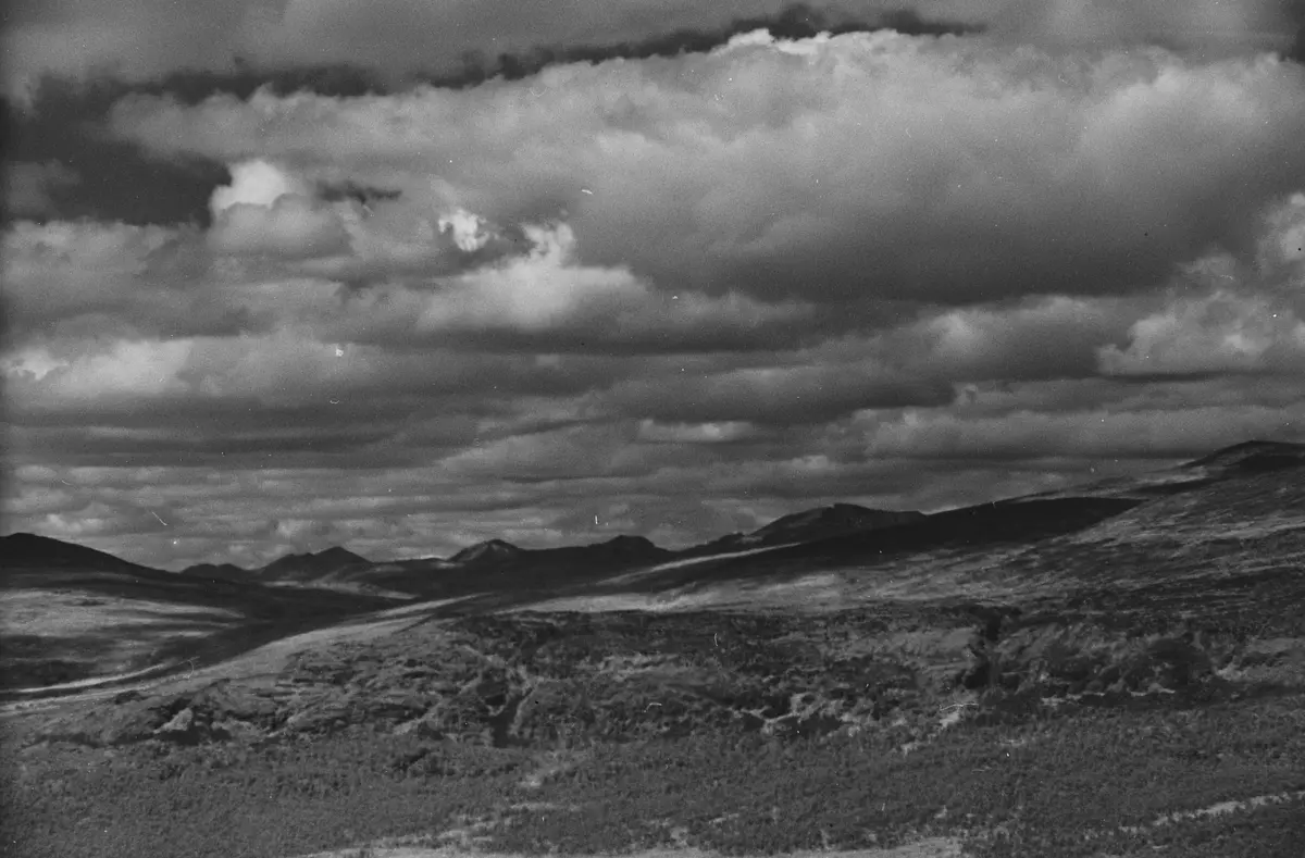 Prot: Sölen fra Storfjellseter