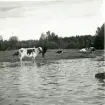 Gunnilbo sn, Naddebo.
Fjällkor vid sjön Stora Kedjen. 1937.