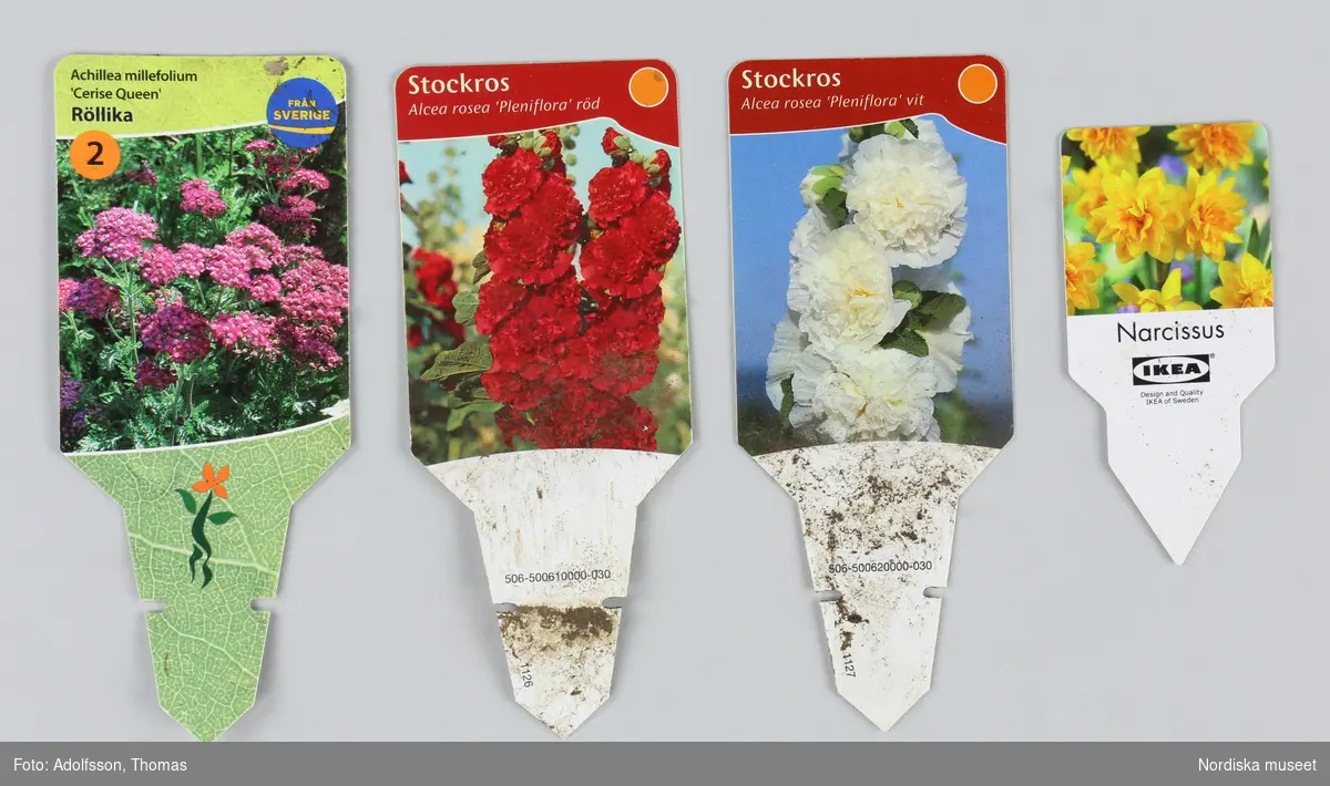 Etikett för stockros, av plast, rektangulär grundform med spets nedtill. På framsidan bild med vita fyllda stockrosoer och text "Stockros alcea rosea plentiflora vit". Baksidan vit med ean-kod, text på svenska med information om plantan samt ytterligare text: "www.perenner.se / Nova illustrationen"
/Leif Wallin 2024-06-11