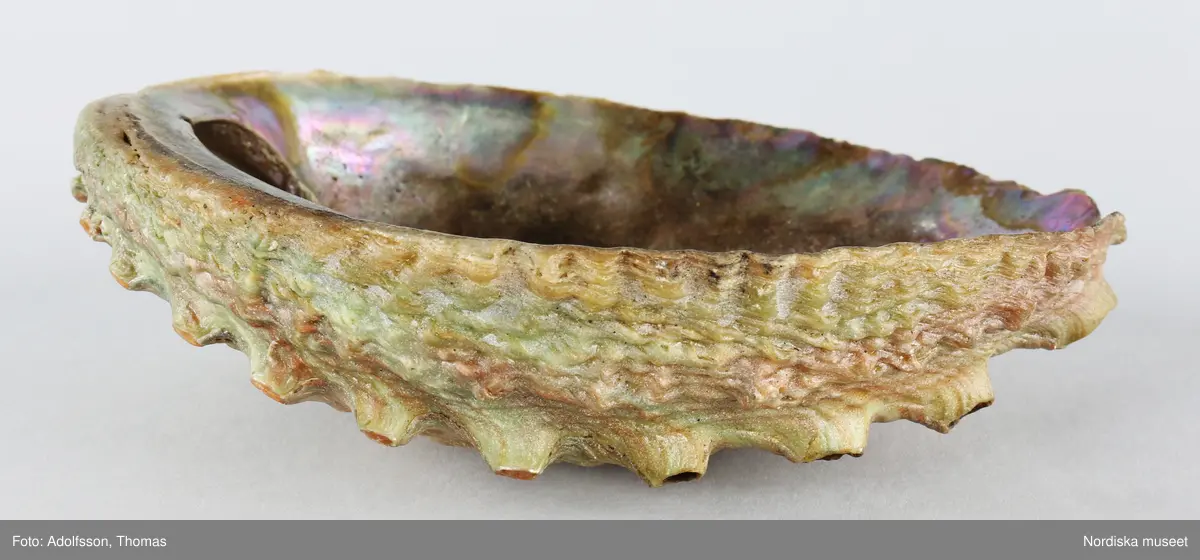 Snäcka (naturlig), oval. Skrovlig utsida med rad av naturliga hål, insidan med pärlemor. 
I den skålformade delen rester av organiskt material.
/Leif Wallin 2023-12-07