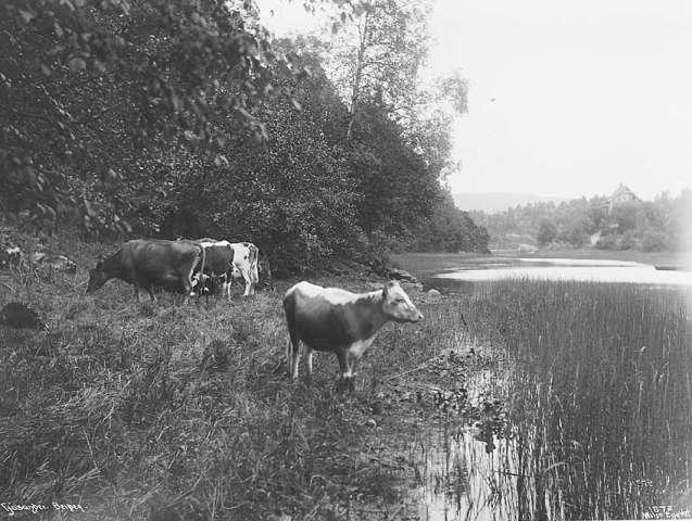 Prot: Bergen - Fra Fjøsanger Kreatursene 25. Juli 1902