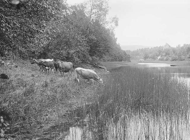 Prot: Bergen - Fra Fjøsanger Kreatursene 25. Juli 1902