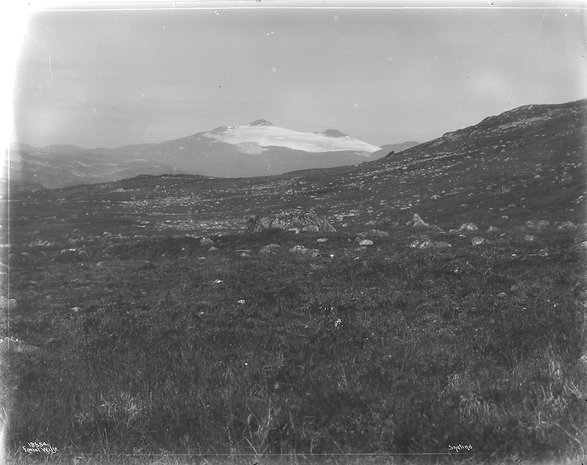 Prot: Bergen - Fra Fjøsanger Kreatursene 25. Juli 1902
