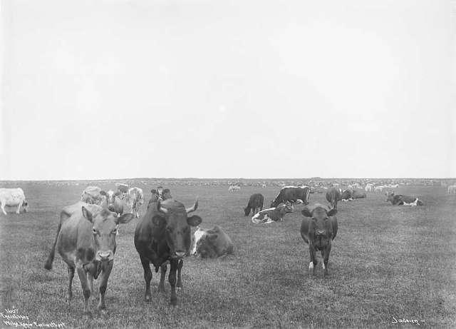 Prot: Jædern - Kreatursene 22. Juli 1902