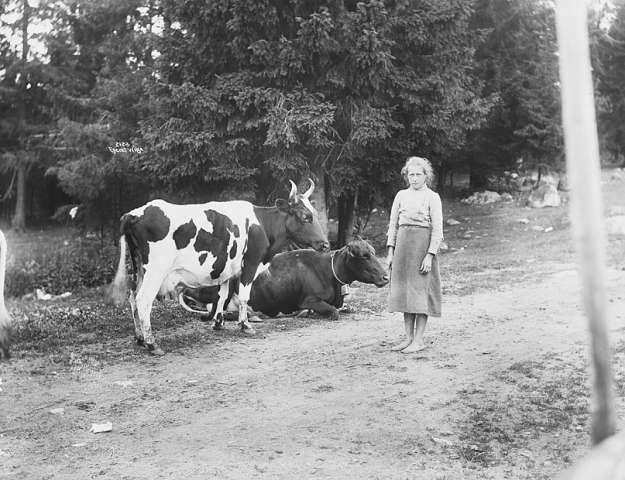 Prot: Genere - Kreatursene ved grinden 13. Juli 1903