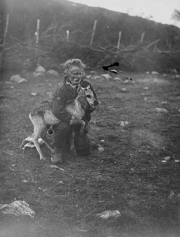 Prot: Lapper - Lappe merkende Renkalv 3/7 1906