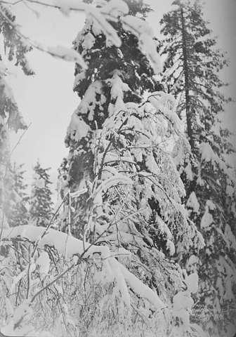 Prot: Vinter Skogparti  3/3 1906