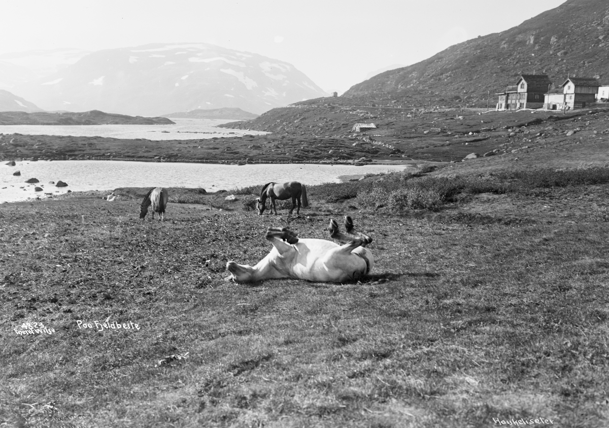 "Prot: Heste paa Fjellbeite
Neg: Paa Fjellbeite Haukelisæter"