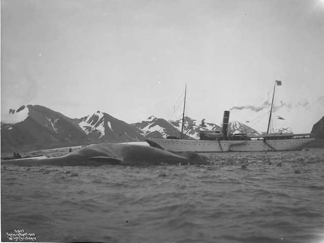 Prot: Spitsbergen - Bell Sound Kong Harald ved Hvalene 17/8-06