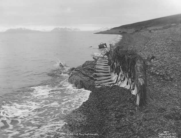 Prot: Spitsbergen - Advent Bay Hvalskelet langs Stranden 18/8 1906