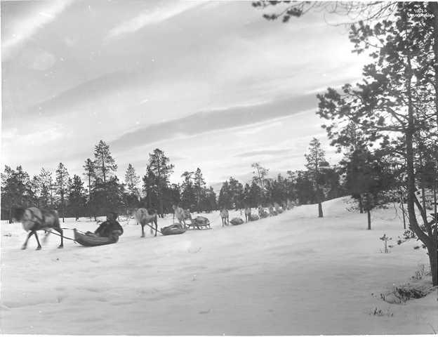 Prot: Bosekop - Lapper Pulkkjøring på vei til Marked 2/3 1910